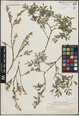 Foto von Salix repens subsp. incubacea (L.) A. Neumann